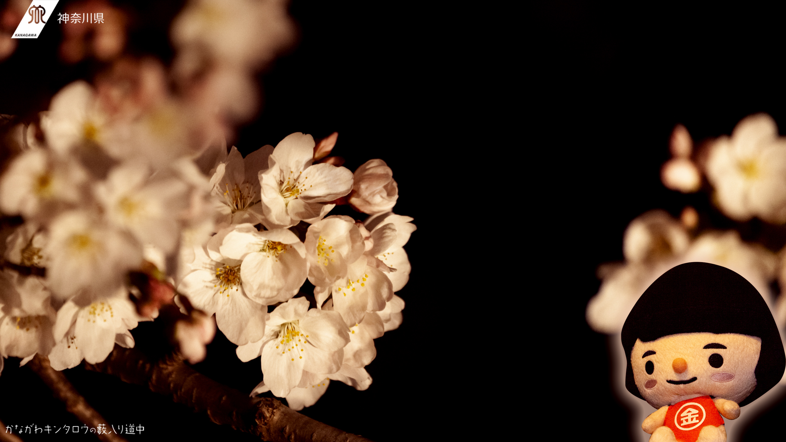 藪入り道中実写版 春爛漫 やまきた桜まつり 神奈川県ホームページ