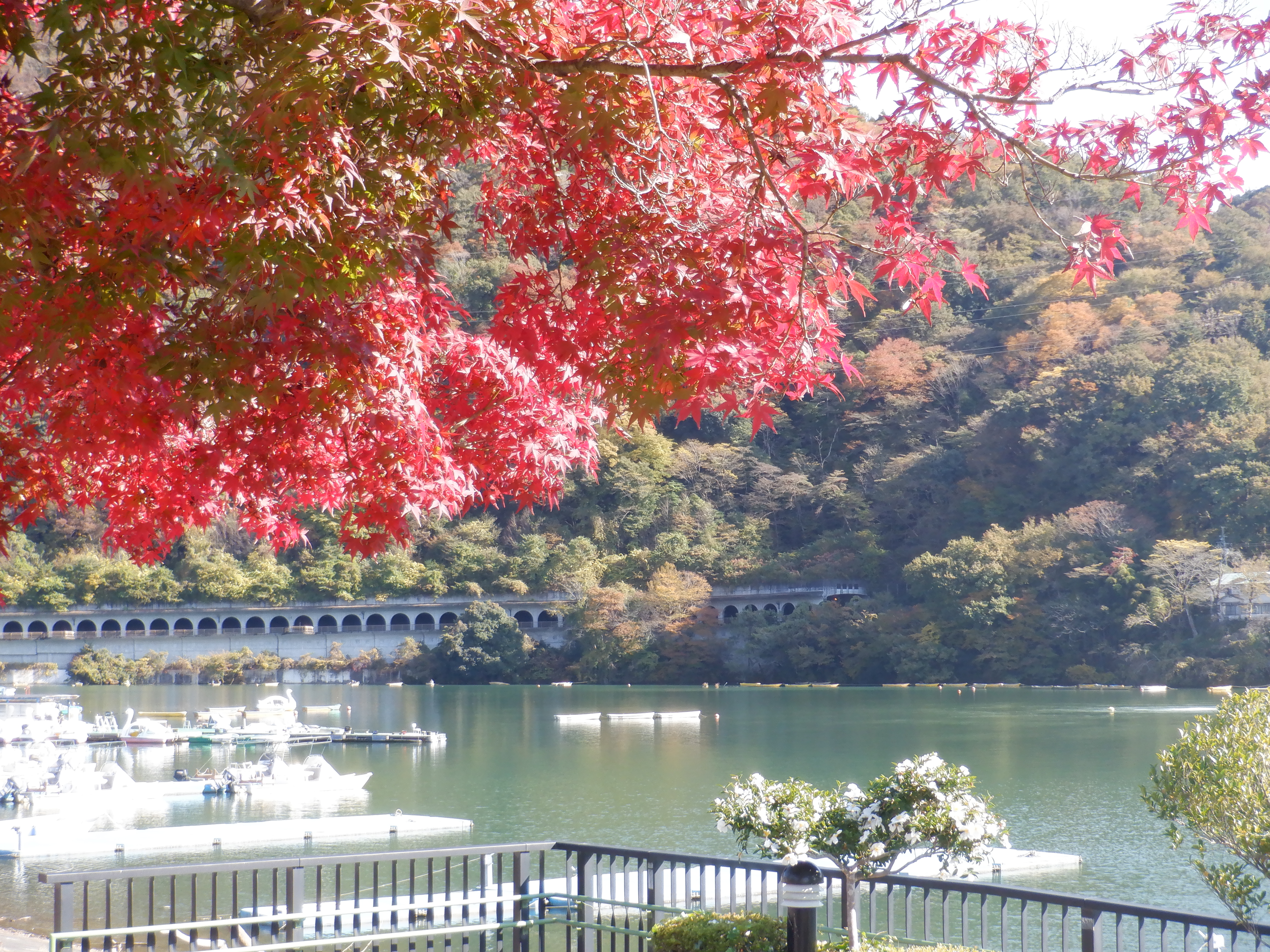 相模湖の紅葉 神奈川県ホームページ