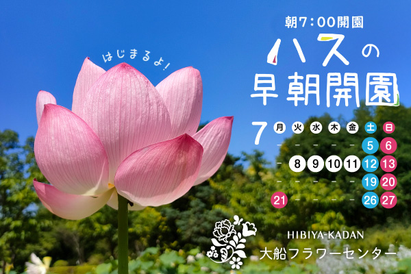 朝7時開園&nbsp;ハスの早朝開園。　開催日は7月5日（土曜）、6日（日曜）、8日（火曜）、9日（水曜）、10日（木曜）、11日（金曜）、12日（土曜）、13日（日曜）、19日（土曜）、20日（日曜）、21日（月曜・祝日）、26日（土曜）、27日（日曜）。大船フラワーセンターのサイトへリンクします。