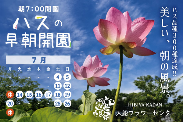 朝7時開園 ハスの早朝開園。ハスの品種300種達成。美しい、朝の風景。　7月の土日と14日から20日までの毎日開催。日比谷花壇おおふなフラワーセンターのサイトへリンクします。