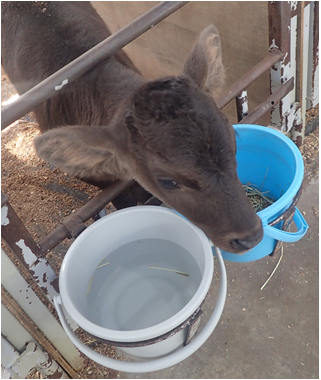 子牛の水の給与