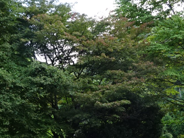 230831大山ヤビツ峠