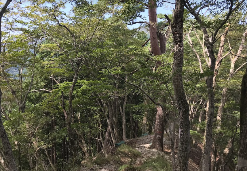 9月24日鍋割山後沢乗越色づき始め