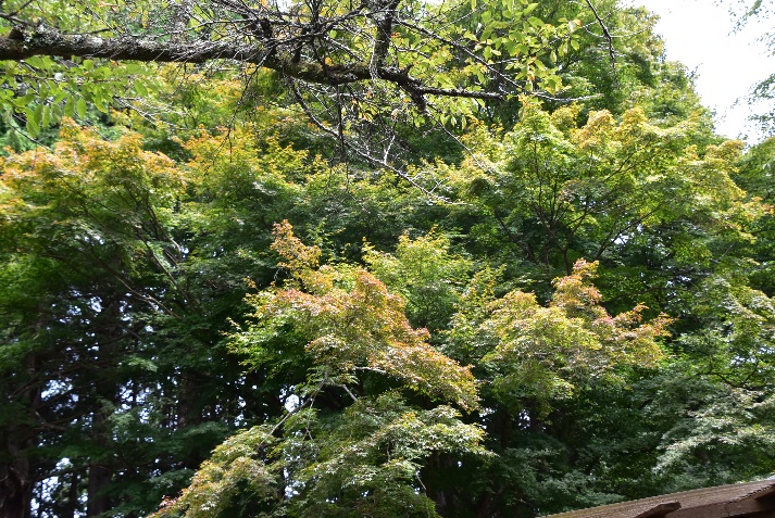 9月25日陣馬山明王峠色づき始め