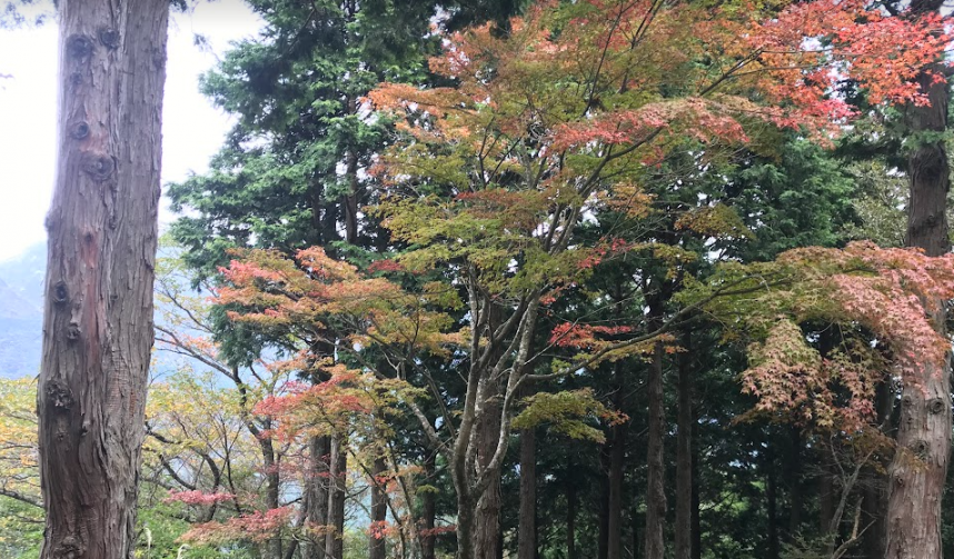 10月14日大倉尾根駒止茶屋