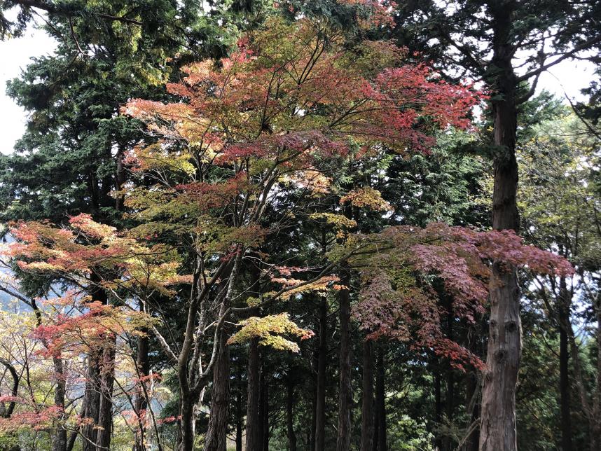 10月21日大倉尾根駒止茶屋周辺紅葉