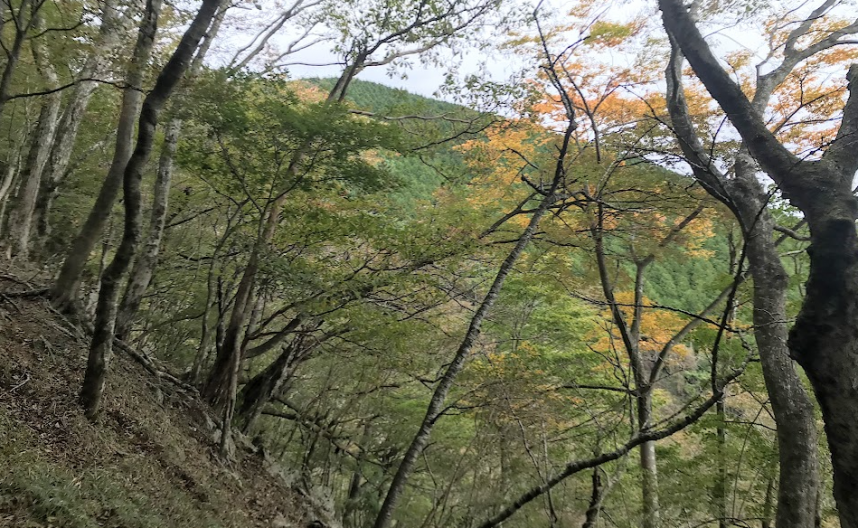 10月22日大倉尾根堀山の家紅葉