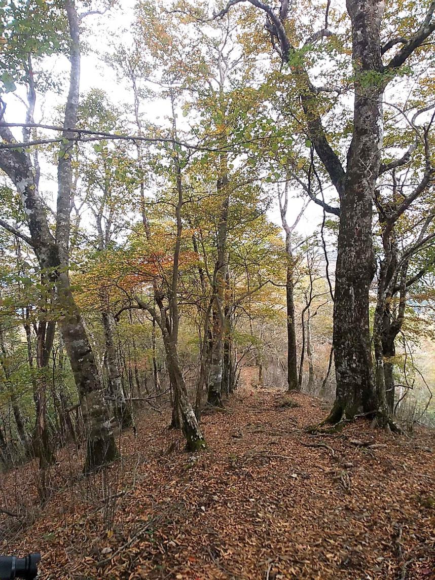 10月21日菰釣山山頂周辺