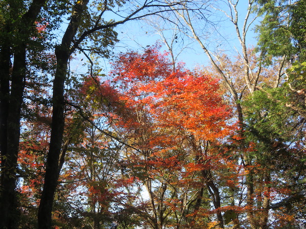 11月28日嵐山からねん坂