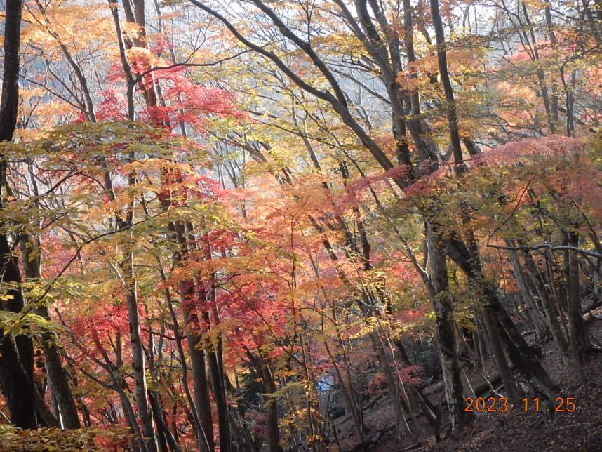 11月25日檜洞丸ゴーラ沢から登山口の間