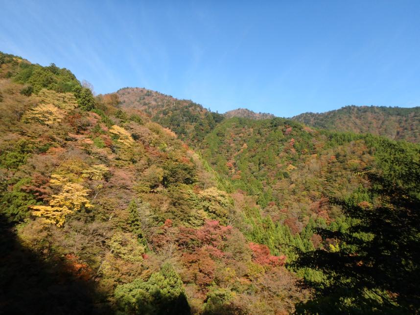 231104丹沢山　塩水林道　標高約800メートル