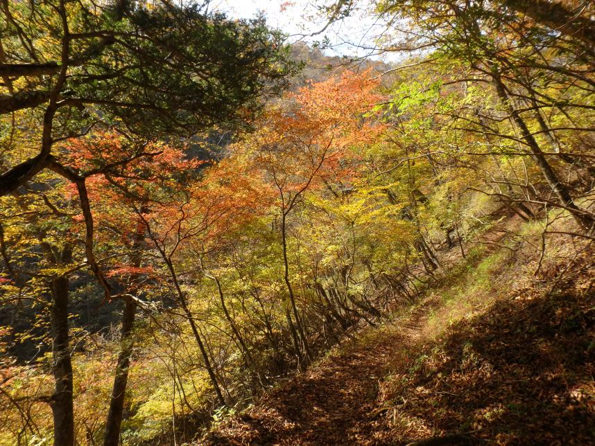 231104　丹沢山　堂平標高約950メートル