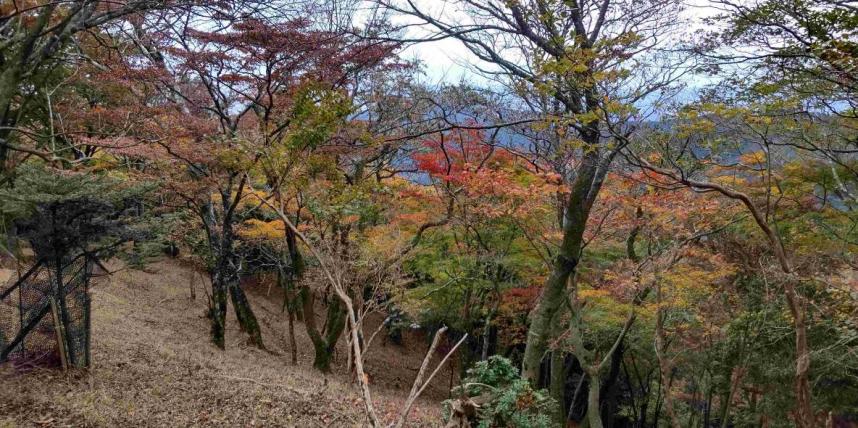 11月15日大山雷ノ峰尾根標高800メートル