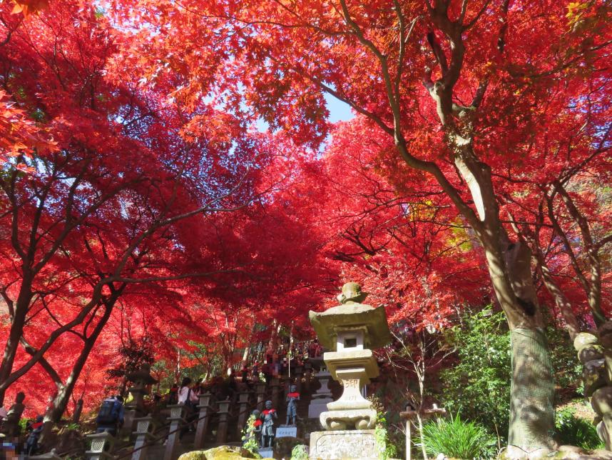 11月24日大山寺