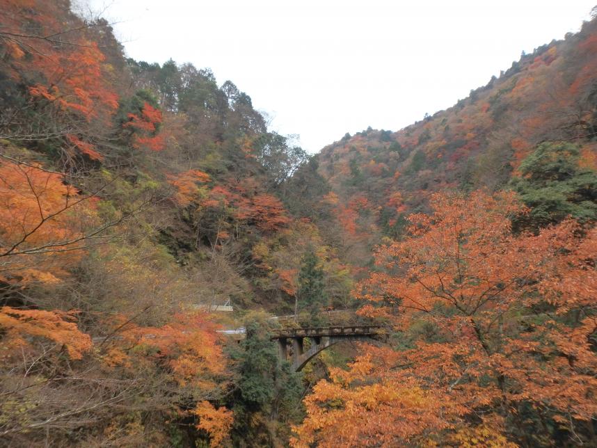 11月25日塩水林道ゲート周辺