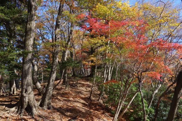 11月28日辺室山