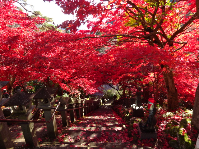 11月28日大山寺紅葉