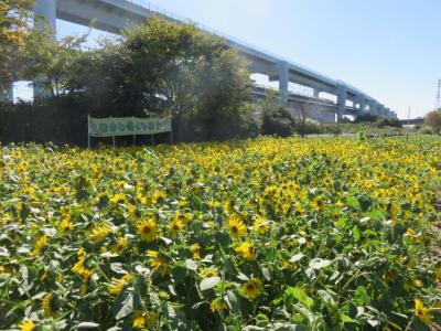 川とふれあい公園の花壇（ひまわり畑）2