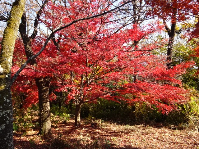 1207権現山（秦野市）　山頂周辺