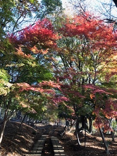 11月28日大倉尾根一本松