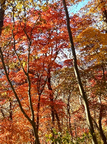 12月8日半原越標高約600メートル