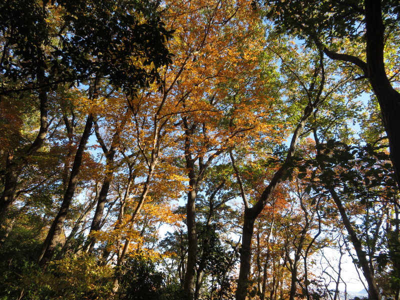 12月9日吾妻山山頂周辺散り始め