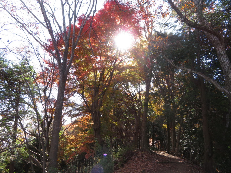 12月9日高取山山頂周辺散り始め