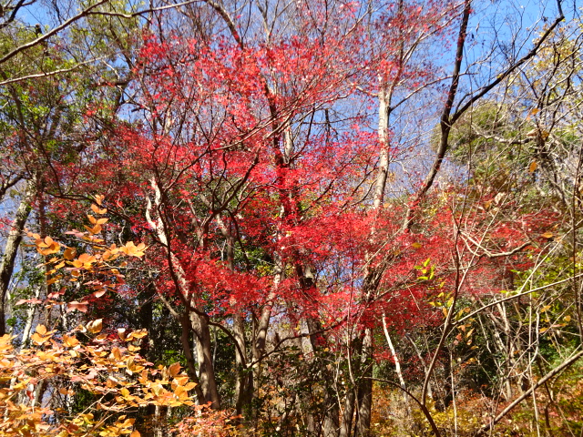 12月29日高取山(秦野市)山頂周辺