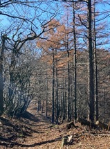 11月29日黍殻山平丸分岐