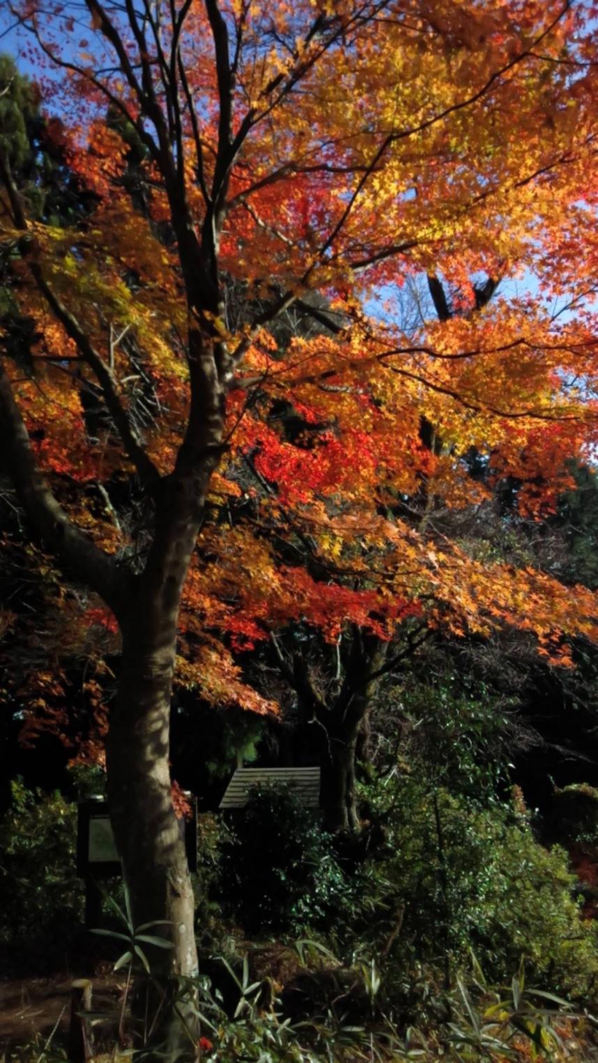 11月29日明王峠散り始め