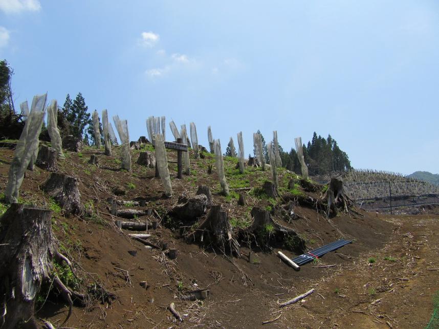tanboku