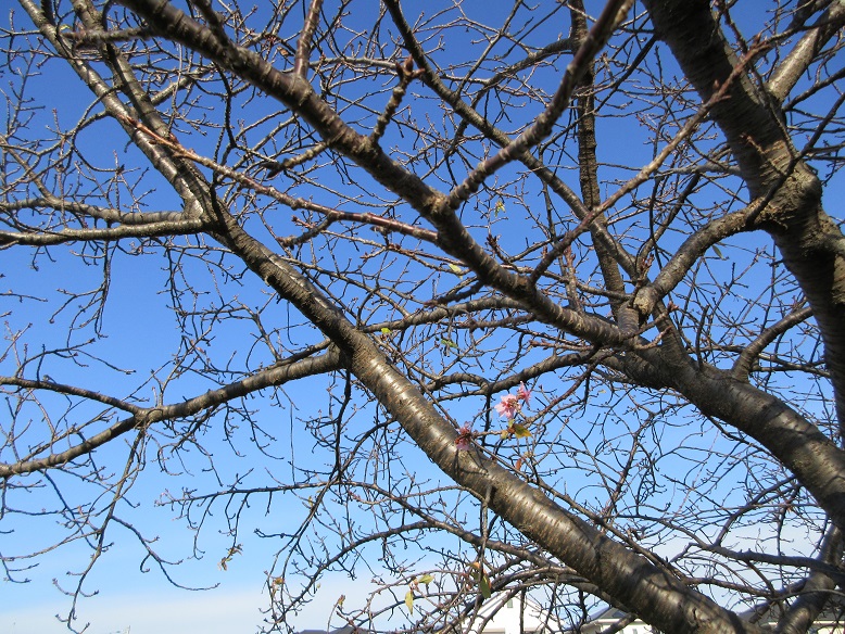 河津桜