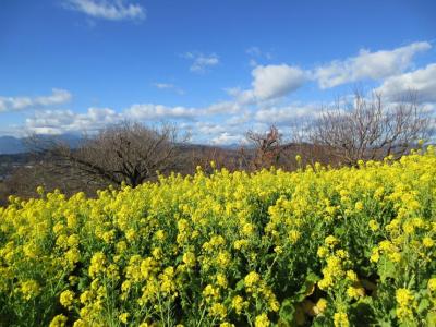 菜の花と富士山