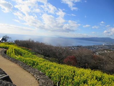 菜の花と海