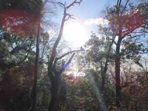 相模湾と朝日