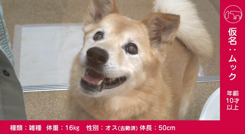 犬の写真です