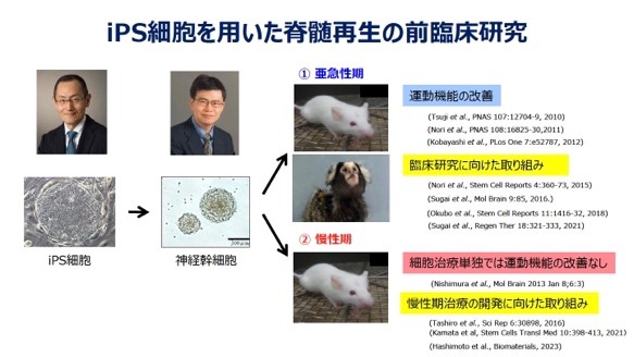 iPS細胞を用いた脊髄再生の前臨床研究