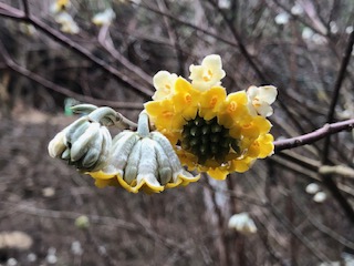 2月24日蓑毛周辺のミツマタ