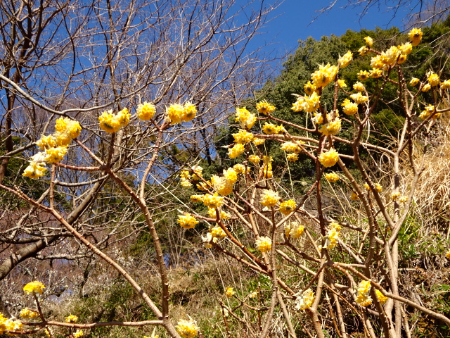 2月28日大山日向薬師のミツマタ