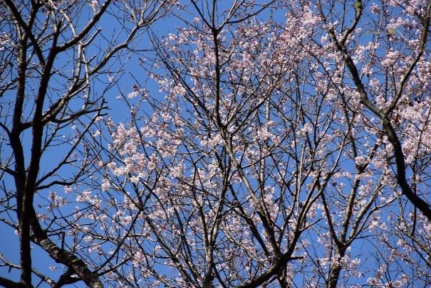 0331陣馬山矢ノ音周辺のサクラの仲間