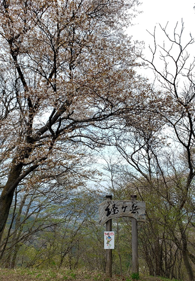 0413経ヶ岳山頂のサクラ