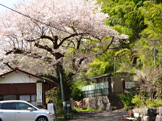 0414千木良のサクラ