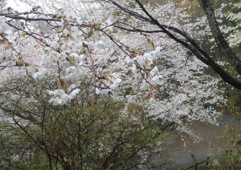 4月5日権現山サクラ