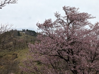 4月30日丹沢主脈サクラ