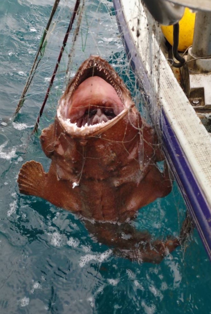 刺網で漁獲されたアンコウ