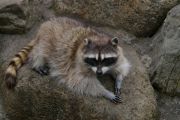 raccoon