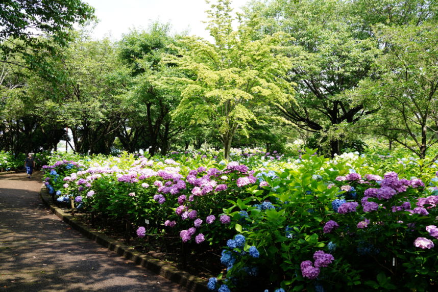 紫陽花の花-別角度から