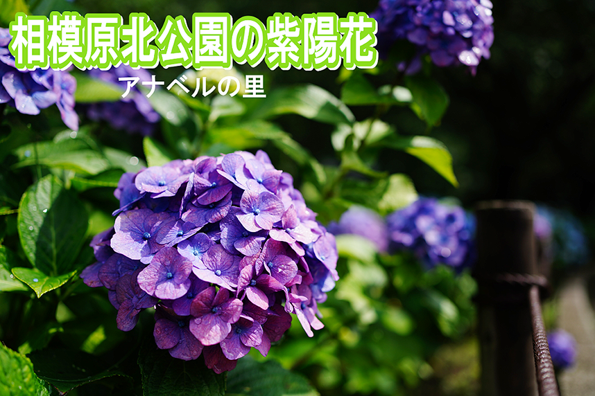 相模原北公園-紹介バナー