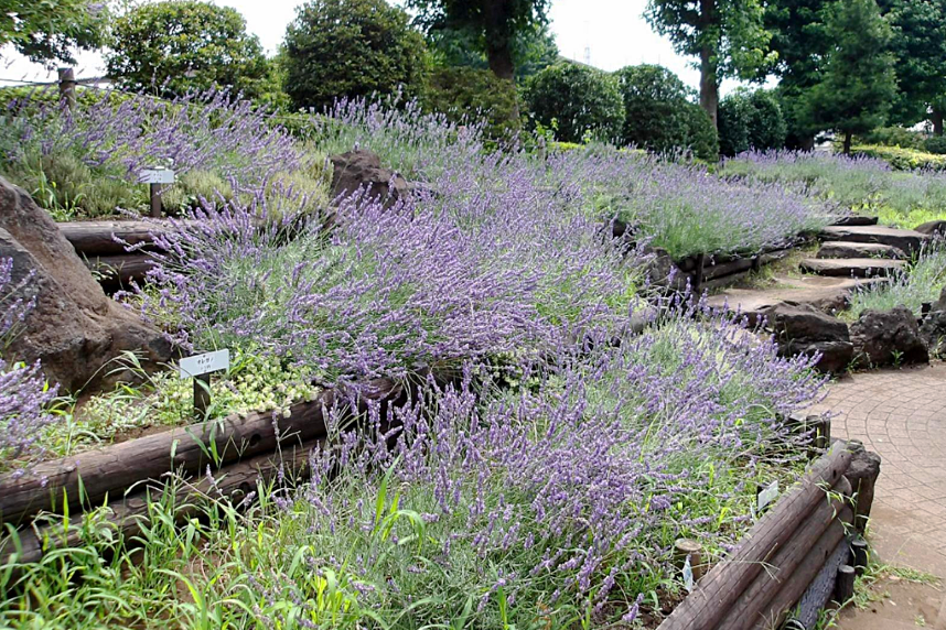 相模原北公園のハーブ園