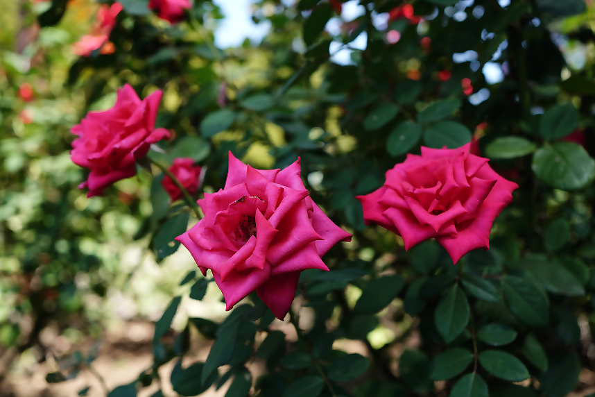 相模原北公園の秋のバラ